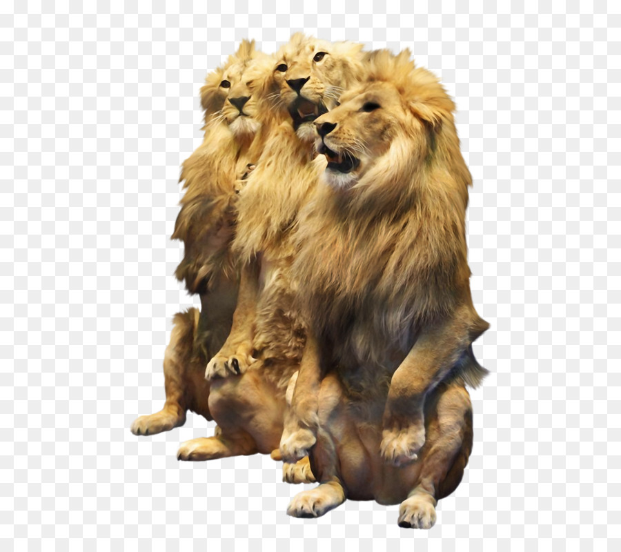 Lion，Chat PNG