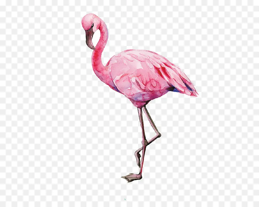 Flamingo，Oiseau PNG