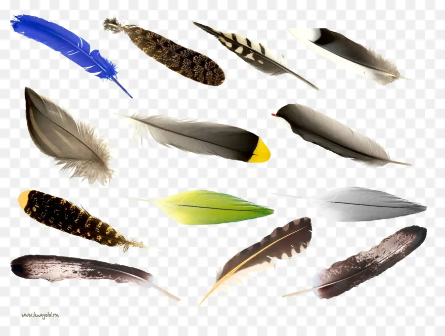 Plumes，Oiseaux PNG