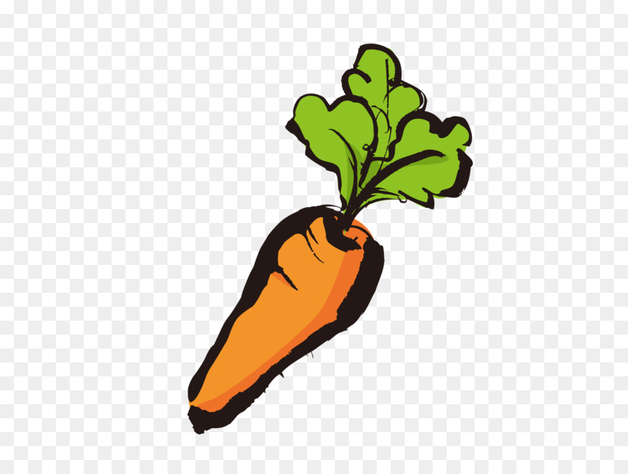 Carottes，Racine PNG