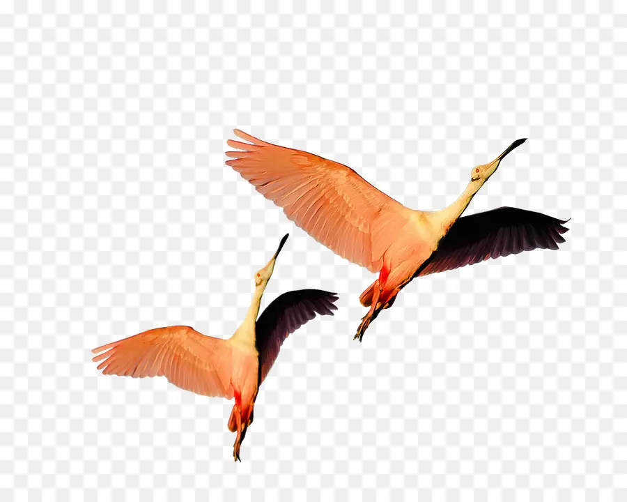 Oiseaux Volants，Orange PNG