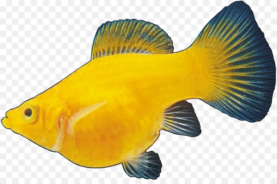 Poisson Jaune，Aquatique PNG