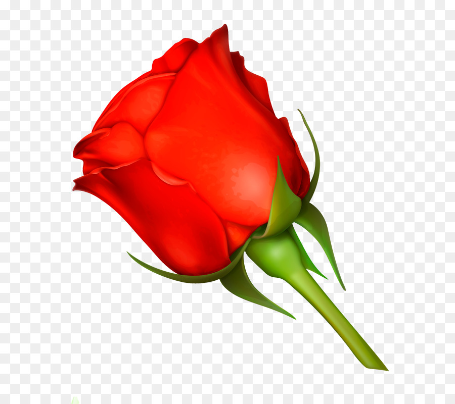 Rose，Rouge PNG