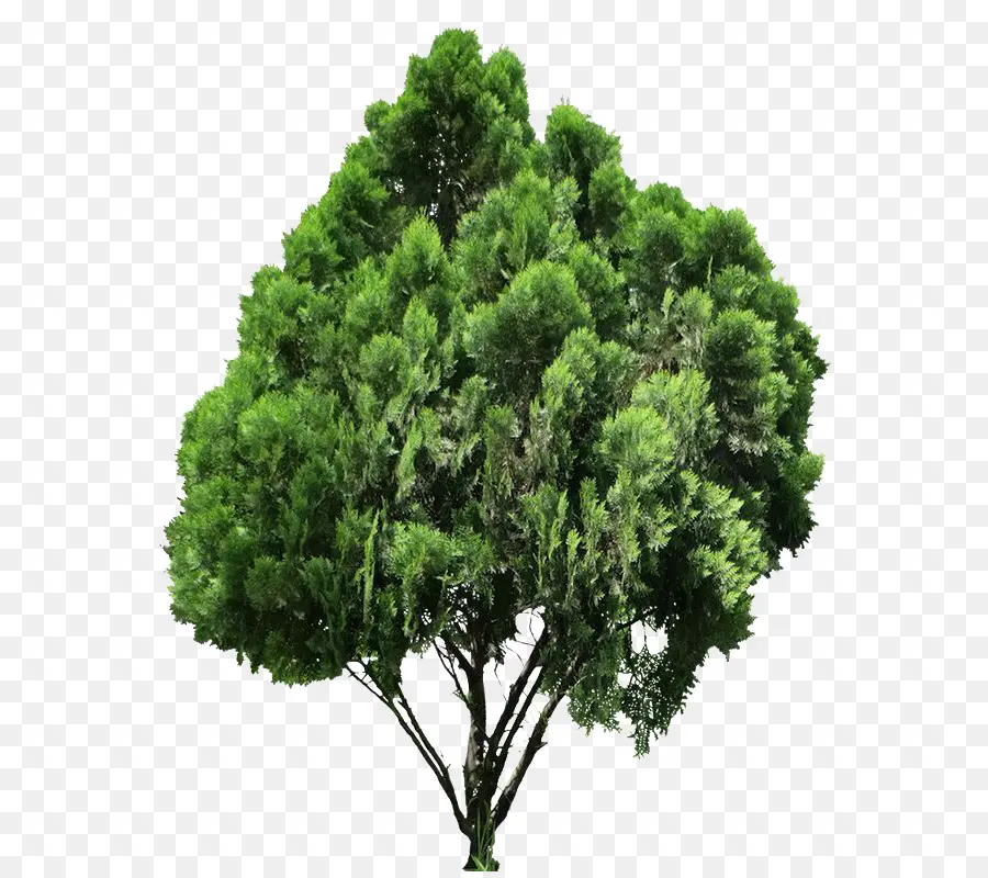 Arbre，Vert PNG