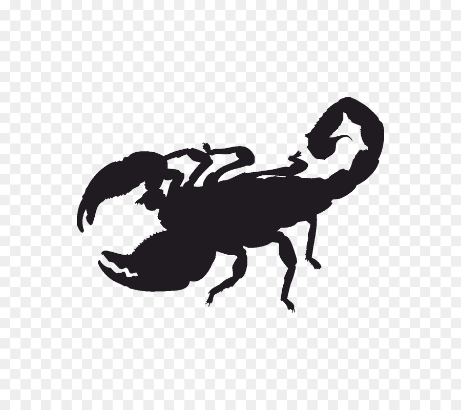 Scorpion，Autocollant PNG