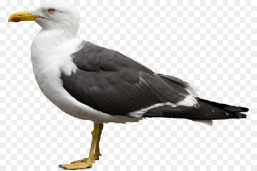Goéland à Hareng Européen，Oiseau PNG