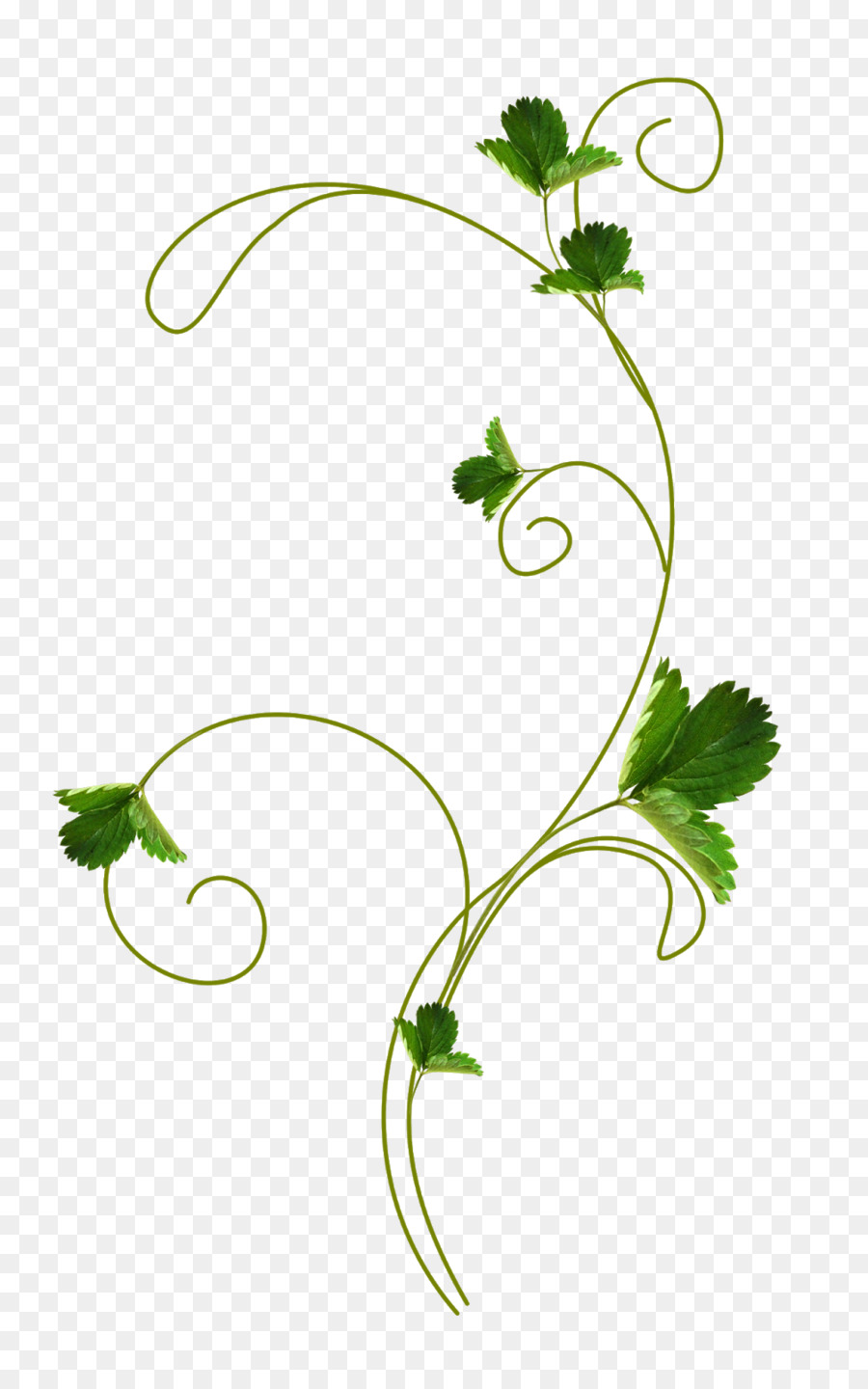 Vignes Vertes，Feuilles PNG