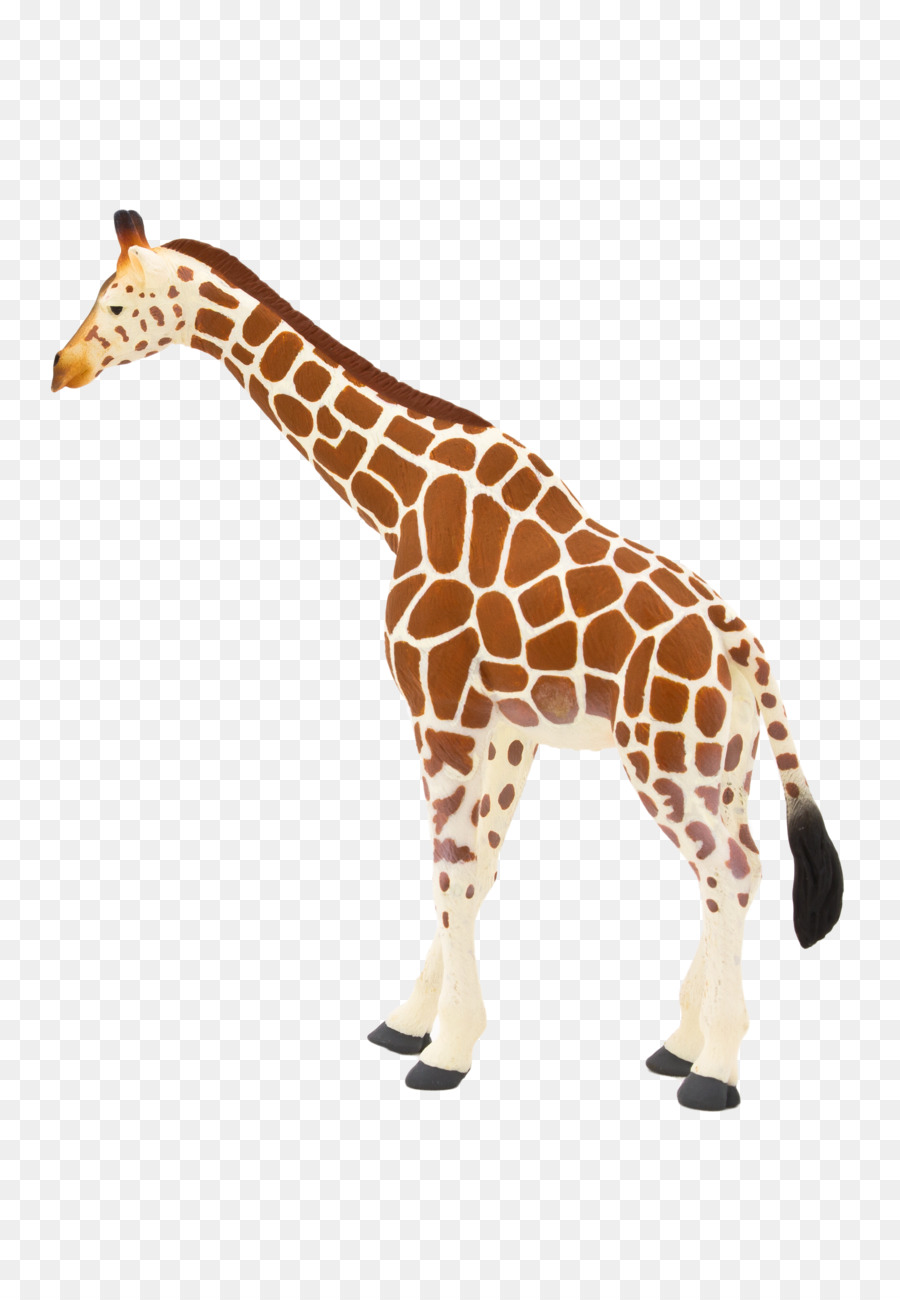 Girafe，Faune PNG