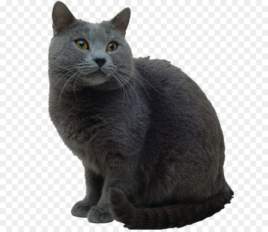 Korat，Chartreux PNG