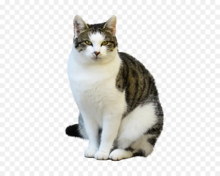 Chat，Animal De Compagnie PNG