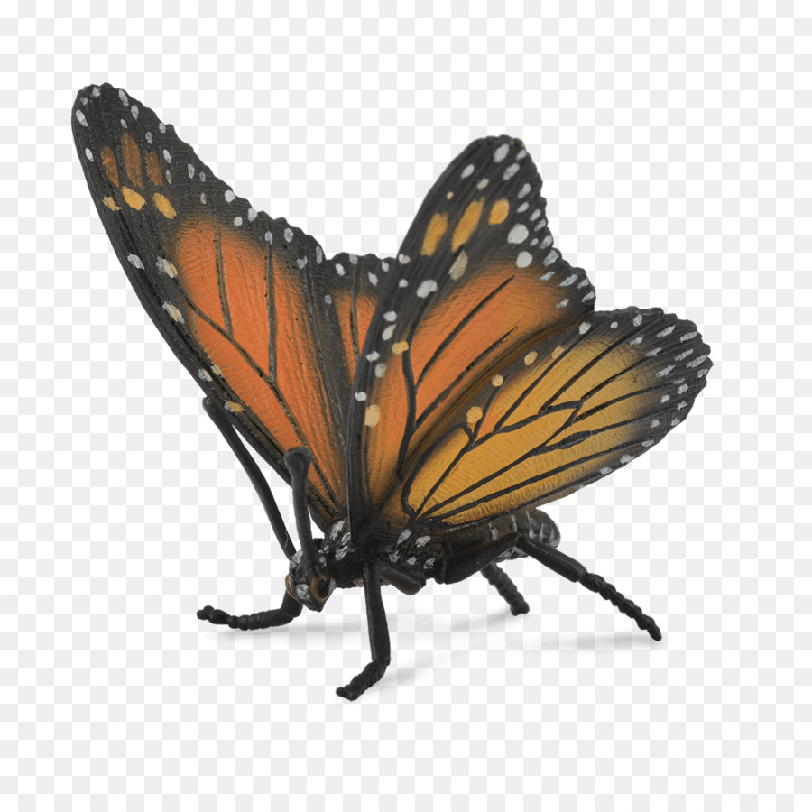 Papillon Monarque，Orange PNG