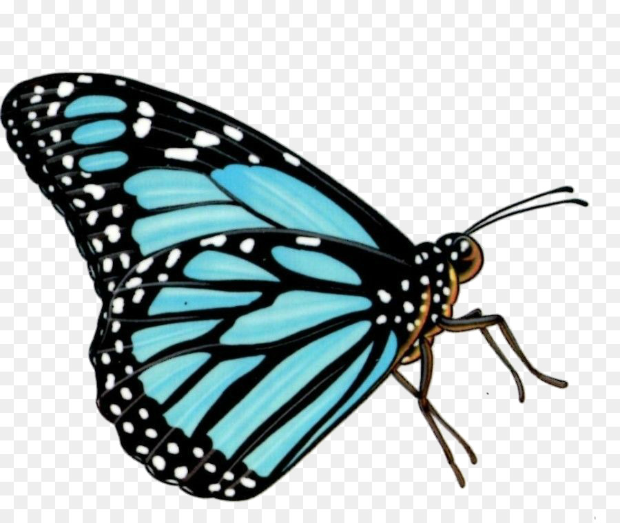 Papillon Bleu，Insecte PNG