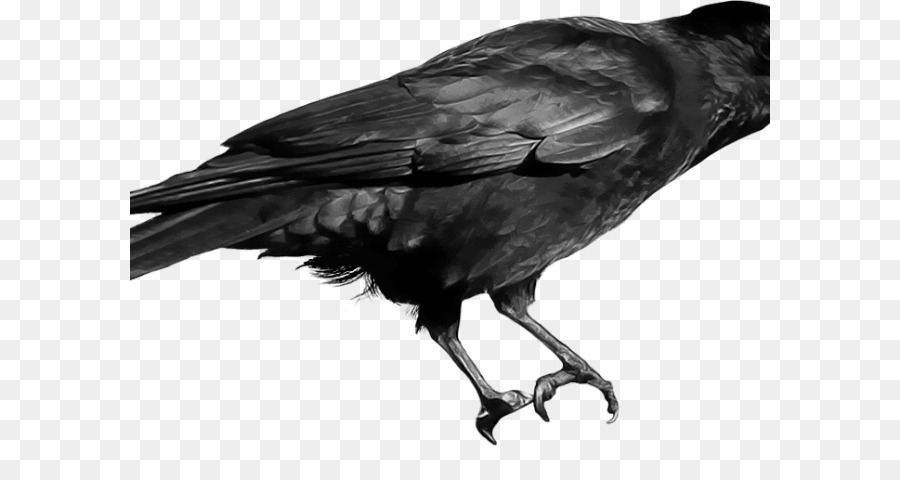 Crow，Le Grand Corbeau PNG
