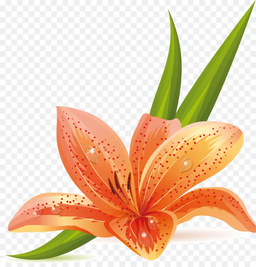 Fleur，Lys Orange PNG