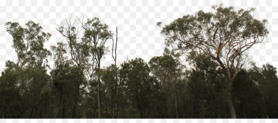 Forêt，Arbres PNG