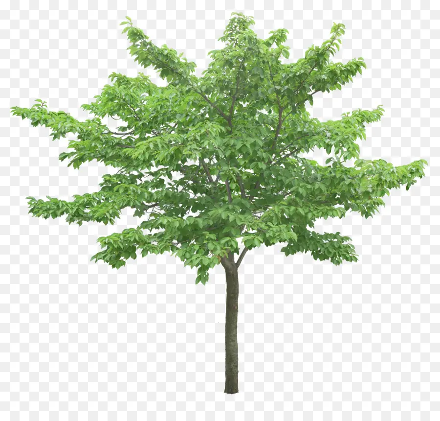 Arbre Vert，Nature PNG