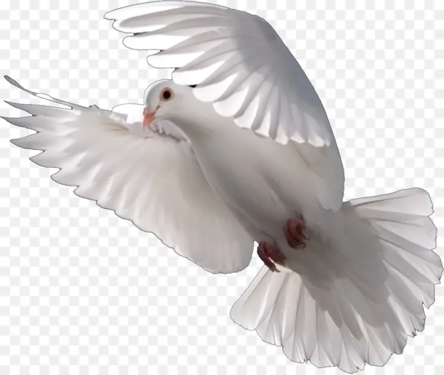 Colombe，Blanc PNG