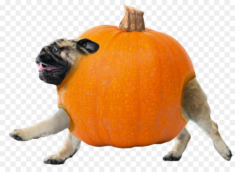 Chien En Citrouille，Costume PNG