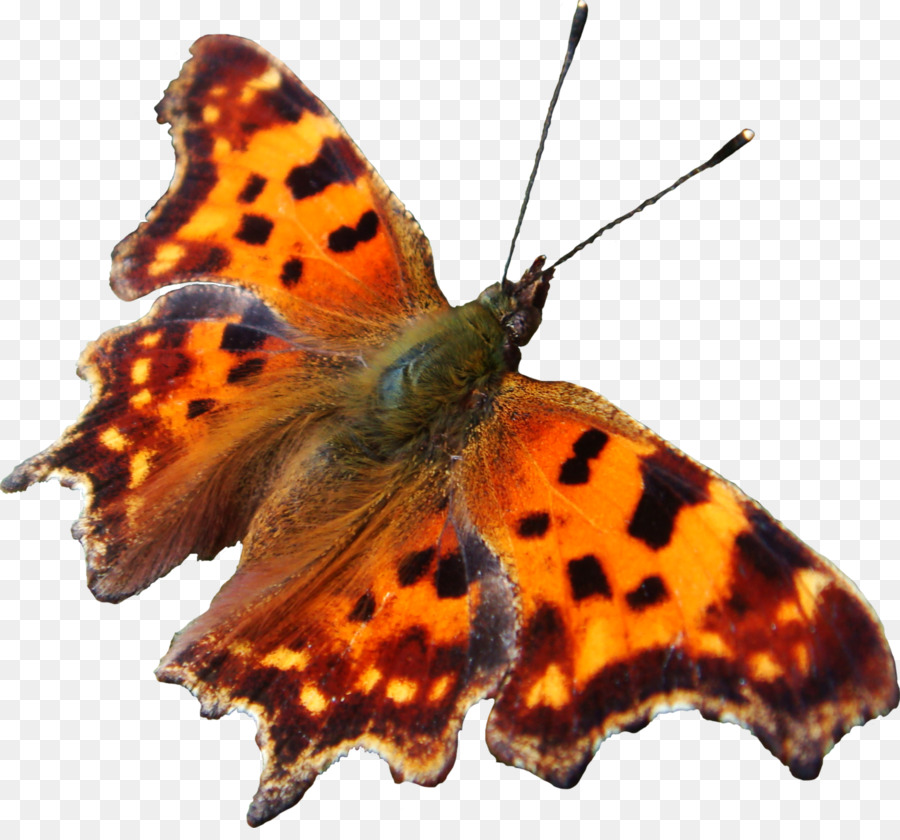 Papillon，Brun PNG