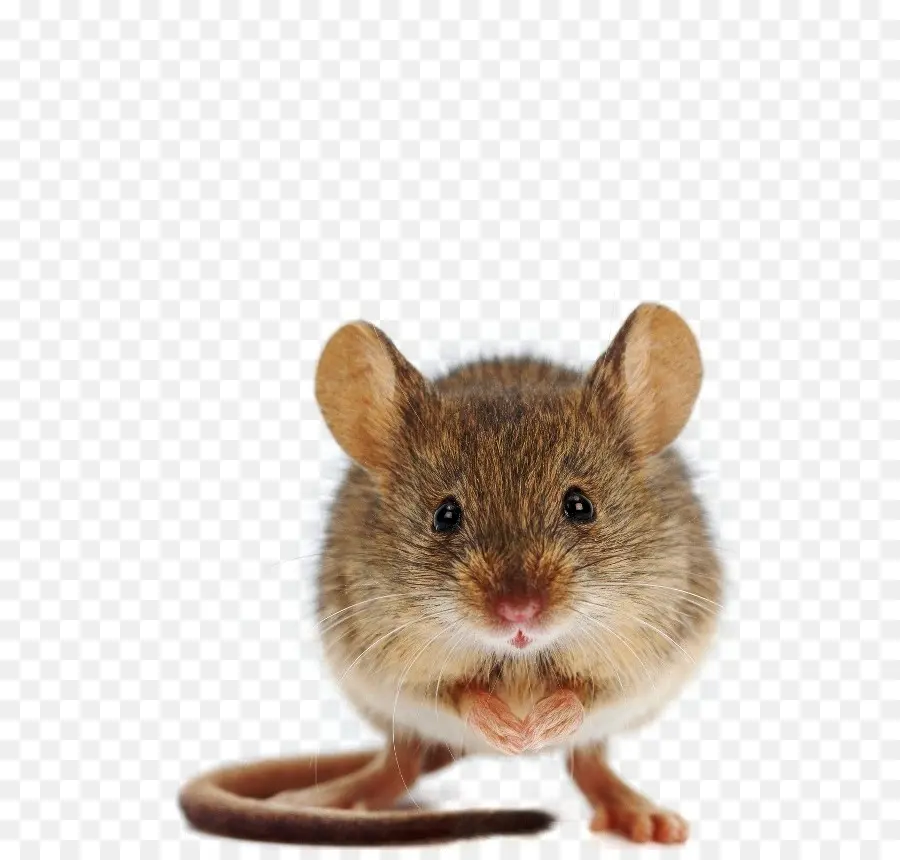 Souris，Hamster PNG