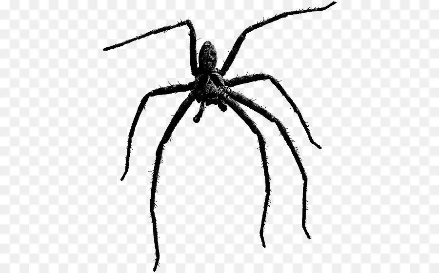 Araignée，Brown Spider Solitaire PNG