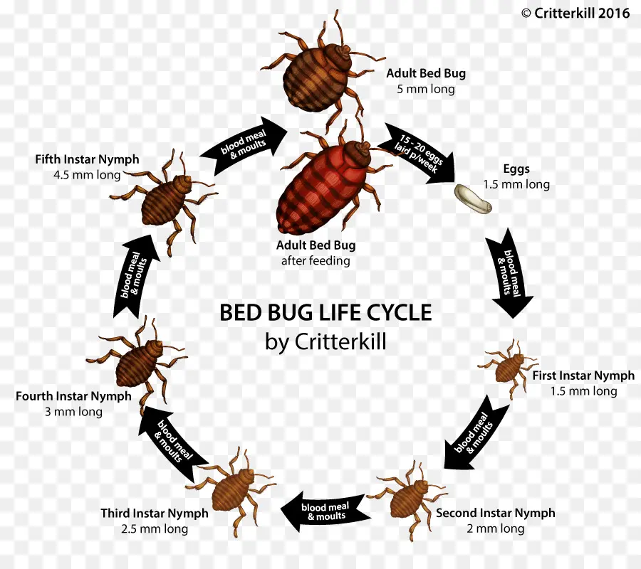 Cycle De Vie Des Punaises De Lit，Insecte PNG