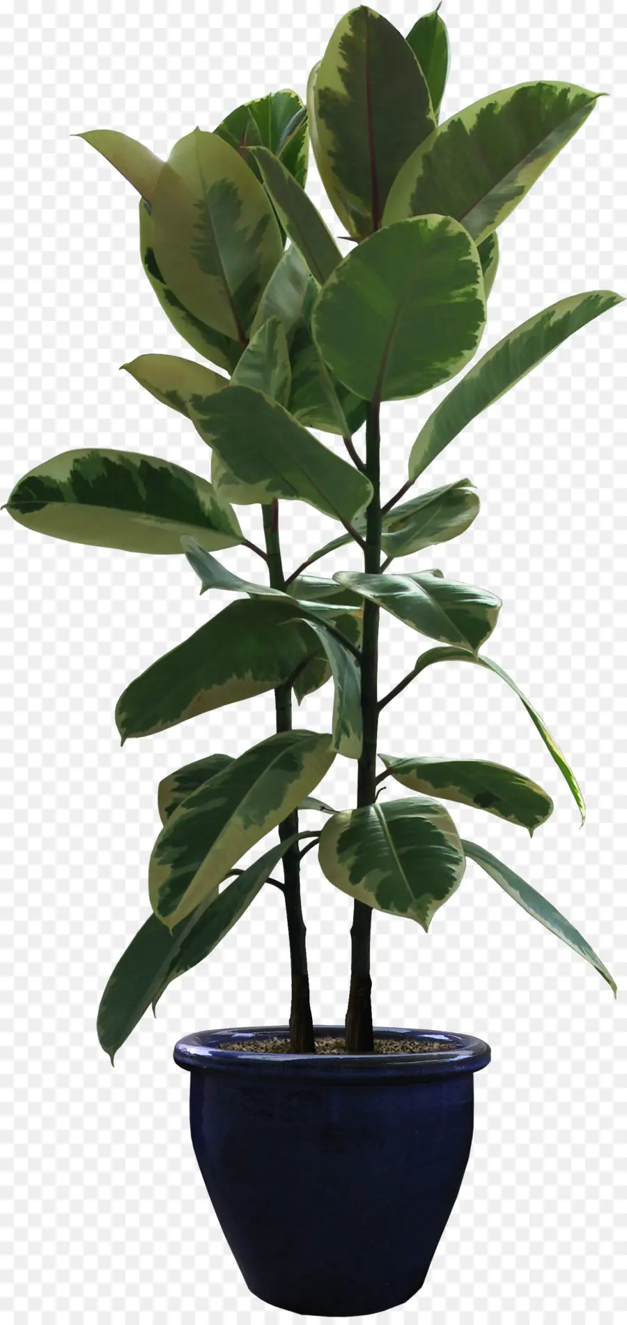 Plante En Pot，Vert PNG