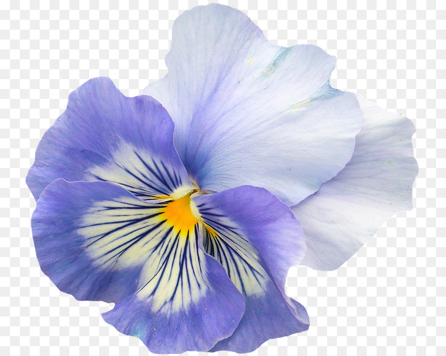 Pensée, Fleur, Violet PNG - Pensée, Fleur, Violet transparentes | PNG  gratuit