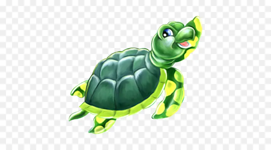 Tortue Verte，Coquille PNG