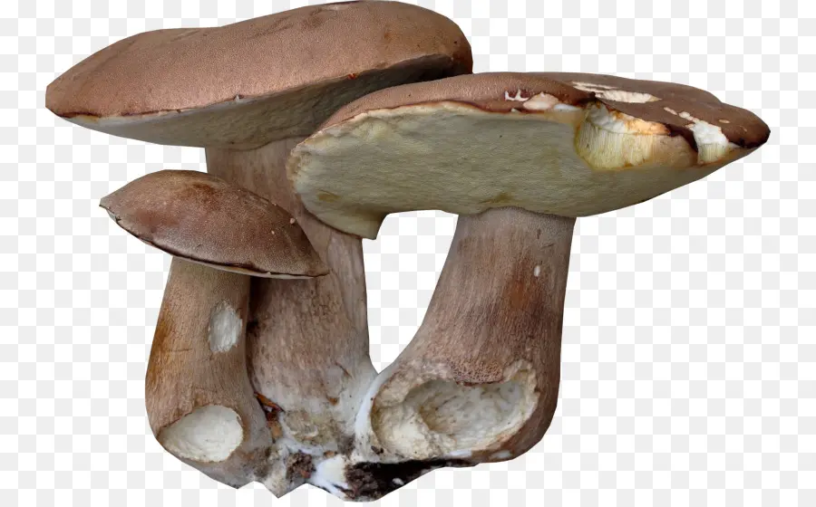 Pleurotus Eryngii，Fruit PNG