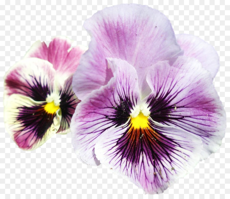 Fleurs Violettes，Fleurir PNG