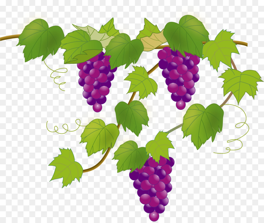 Raisins，Vigne PNG