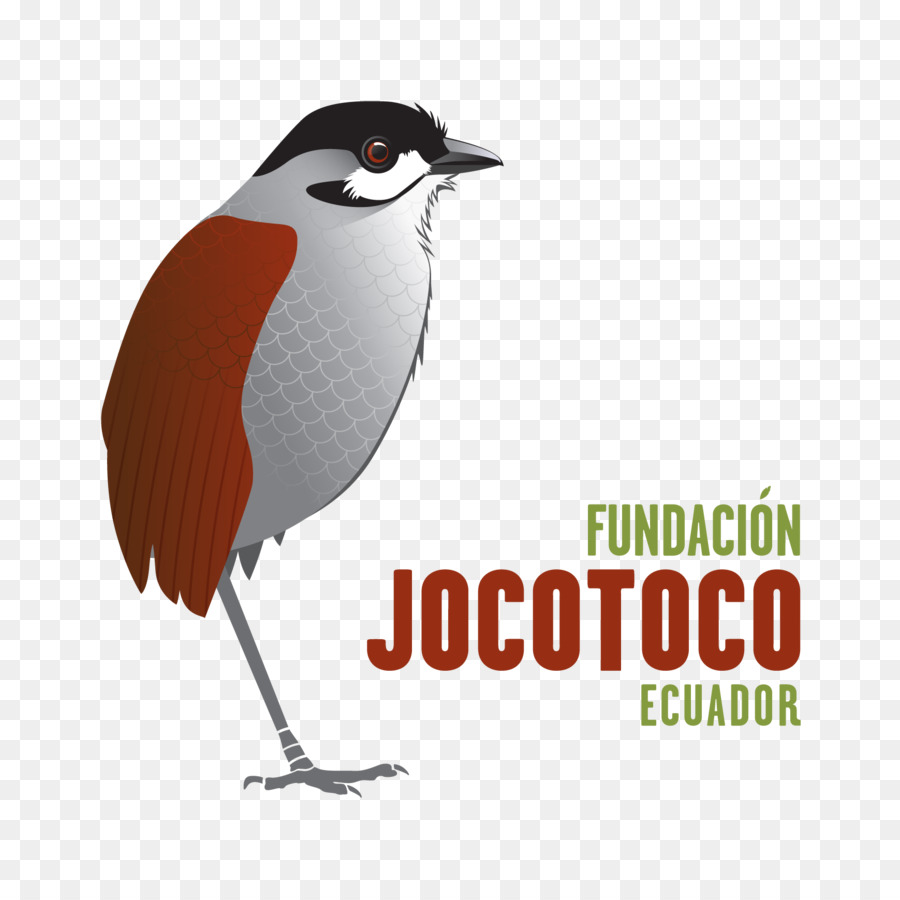 La Conservation De La Fondation Jocotoco，Boutique PNG