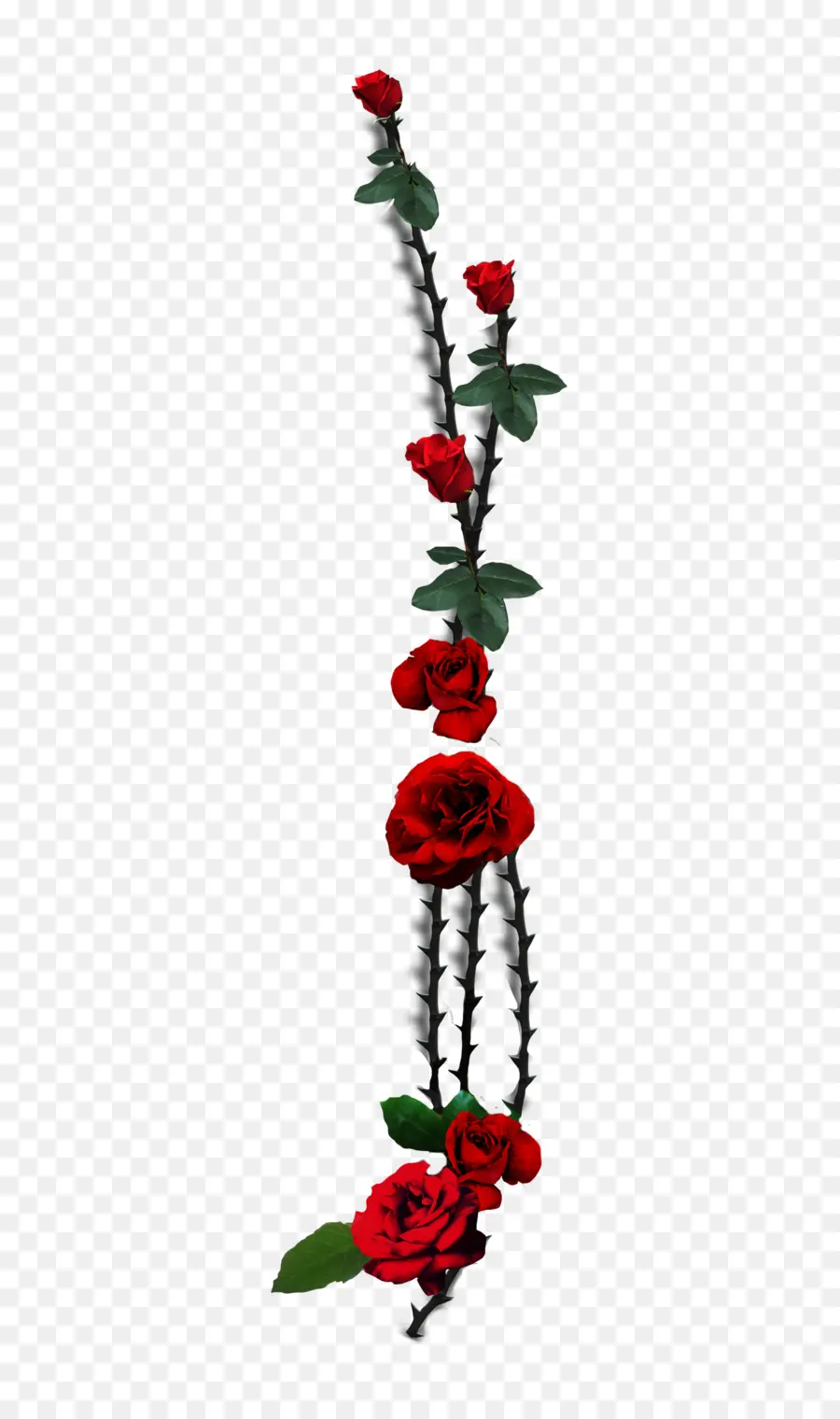 Les Roses De Jardin，Rose PNG