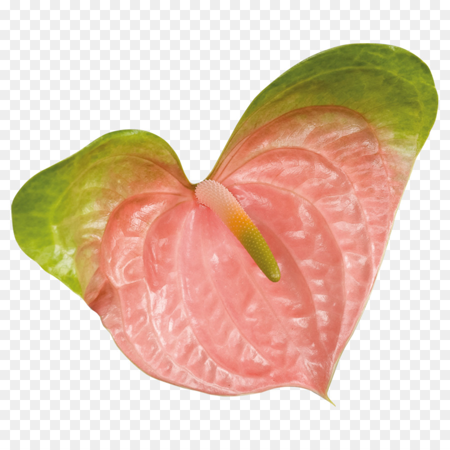 Feuille， PNG