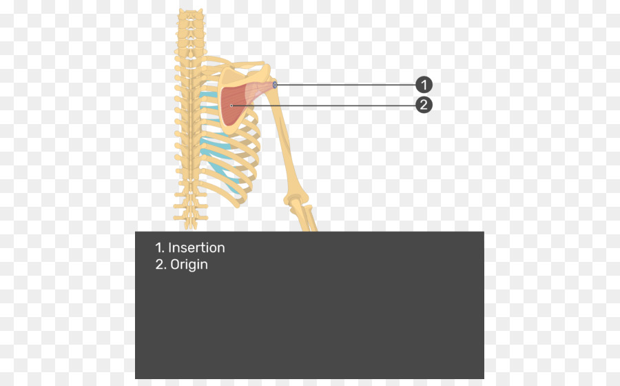 Muscle Sus épineux，Le Muscle Sous épineux PNG