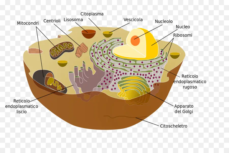 Diagramme De Cellule，Organites PNG