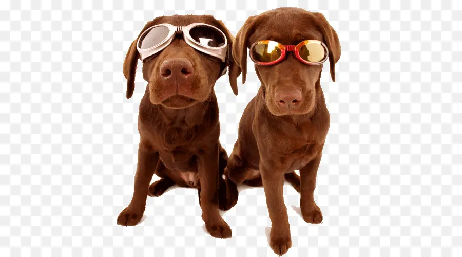 Chiens Avec Lunettes，Animaux De Compagnie PNG