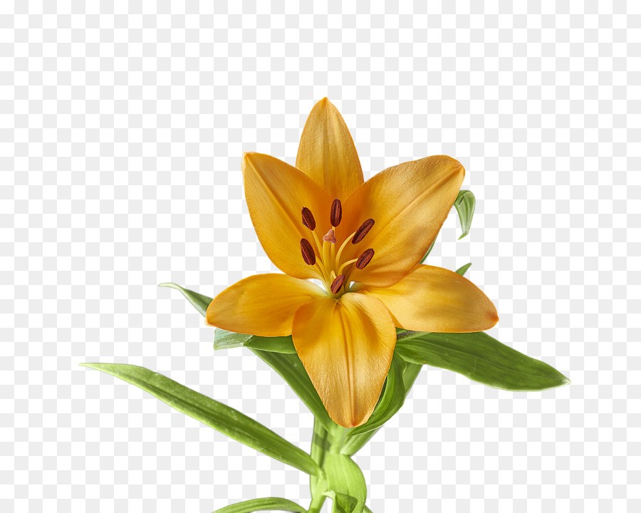 Lys Jaunes，Floraison PNG