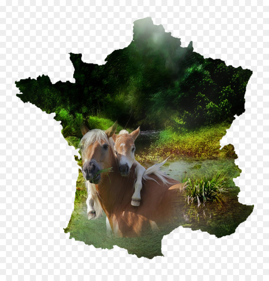 France，Royaltyfree PNG