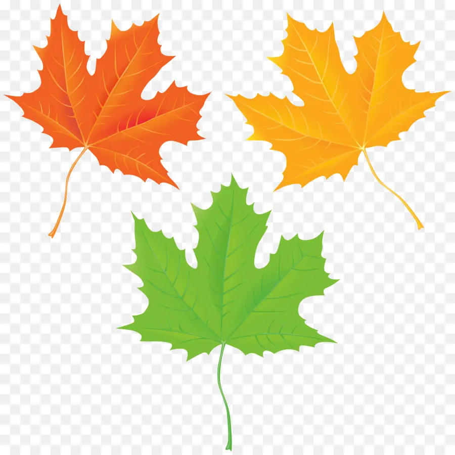 Feuilles D'automne，Automne PNG