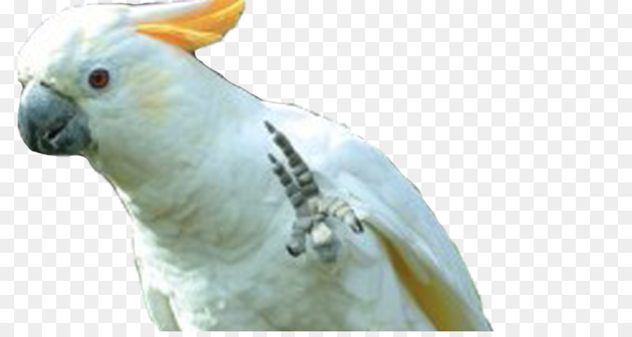 Sulphurcrested Cacatoès，Cockatiel PNG