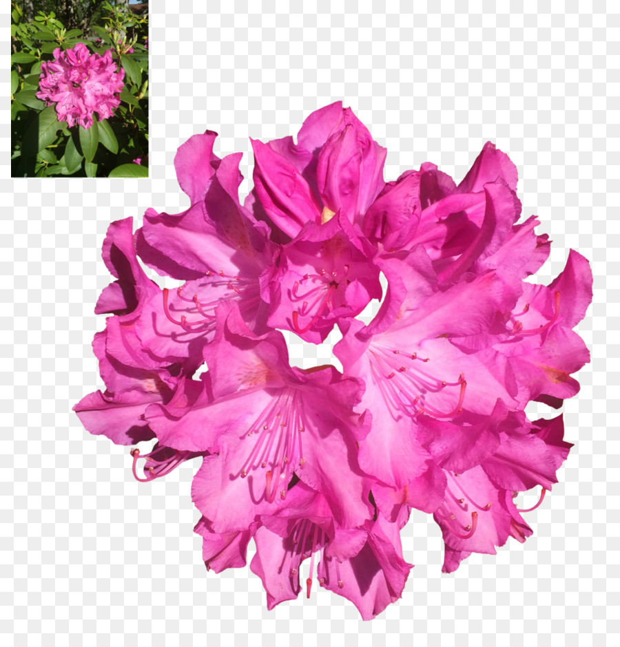 Azalée，Rhododendron PNG