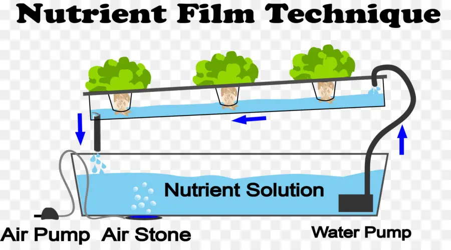 Technique Du Film Nutritif，Plantes PNG