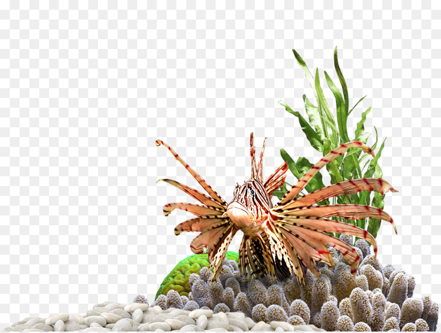 Aquarium，Plantes PNG