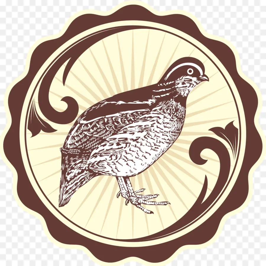 Illustration D'oiseau，Caille PNG