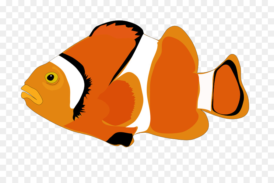 Poisson Clown，Orange PNG