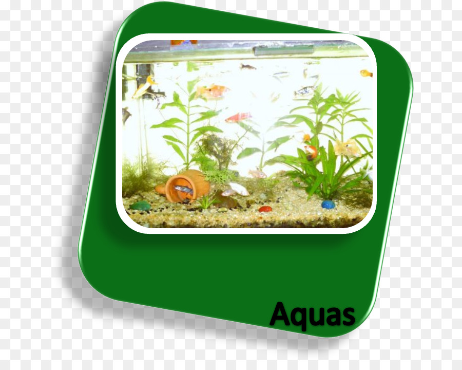 Aquarium D Eau Douce，Aquarium PNG