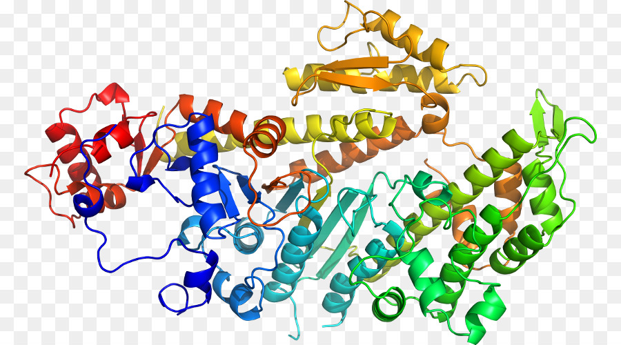 Structure Des Protéines，Biologie PNG