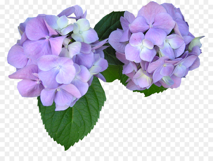 Fleurs Violettes，Hortensia PNG